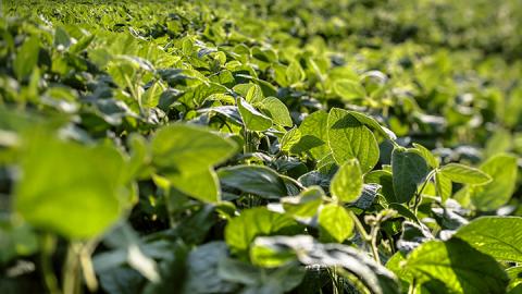 Rene Rocha Appointed to Dicamba Executive Committee