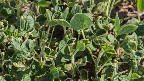 Dicamba Attorneys File Motion to Consolidate Cases